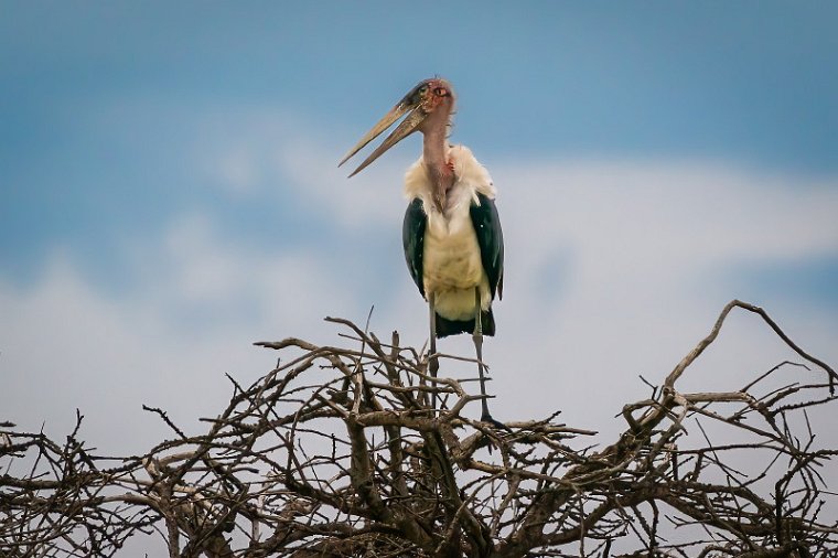 064 Masai Mara, afrikaanse maraboe.jpg